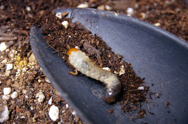 コガネムシの幼虫