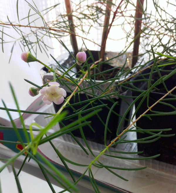 去年咲いたワックスフラワー「ダンシングクイーン」の花